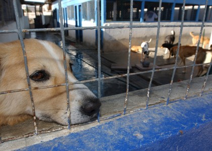 Prevenir la cruauté envers les animaux